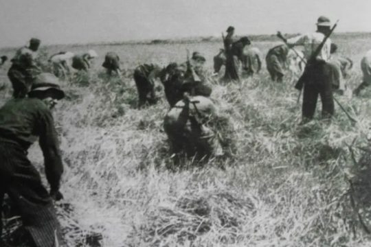 «Μάχη της σοδειάς»